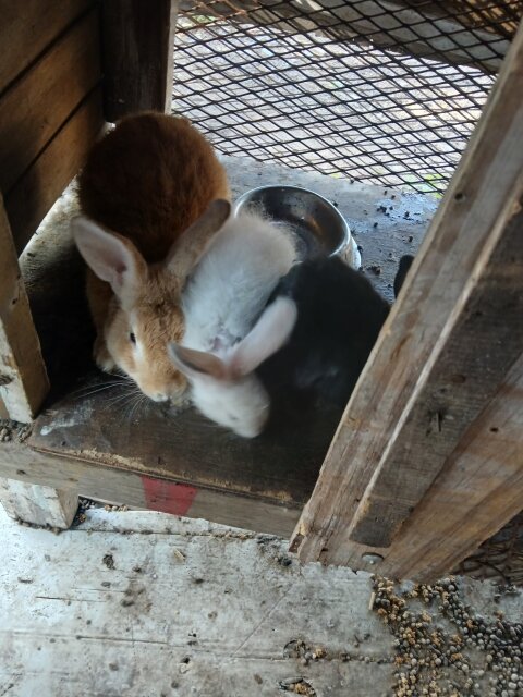 Rabbit