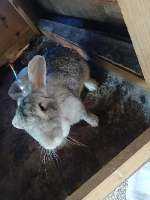 Rabbit Other Pets 96 Maxfield Avenue Kingston  13