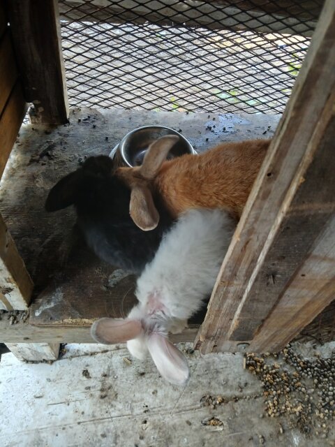 Rabbit