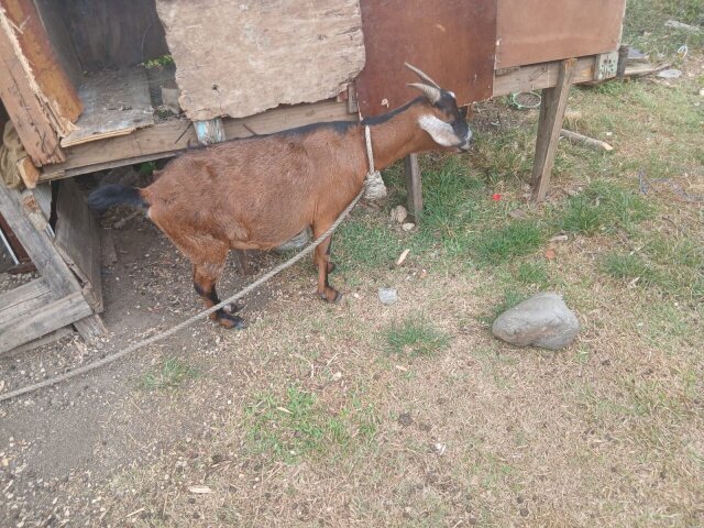 Pregnant Mixed Bred Goat Other Pets Clarendon