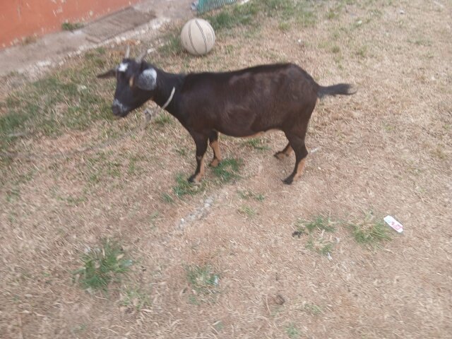 Native Pregnant Goat Other Pets Clarendon