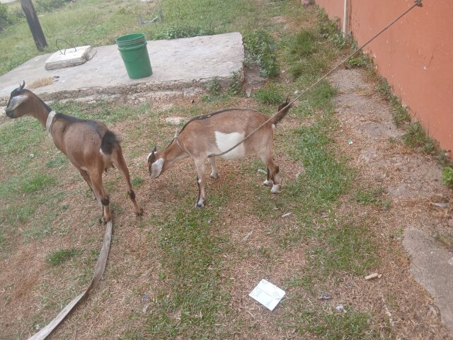 6 Month Old Graded Female Goat Might Be Pregnant Other Pets Clarendon