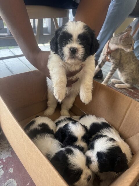 Shih Tzu Puppies Dogs Duhaney Park