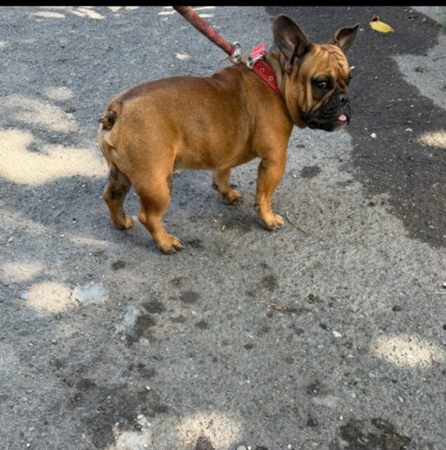 Male French Bulldog For Stud Service