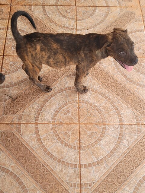 Rottweiler X Pitbull Mix Puppies