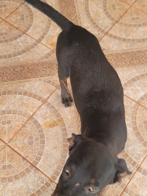 Rottweiler X Pitbull Mix Puppies