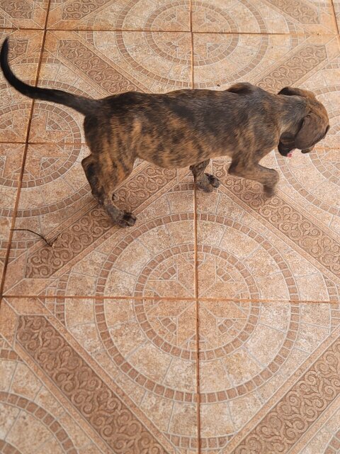 Rottweiler X Pitbull Mix Puppies