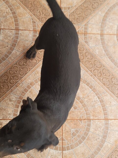 Rottweiler X Pitbull Mix Puppies Pet Accessories Knockpatrick