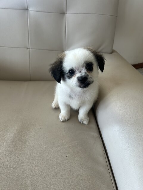 Puppies For Sale