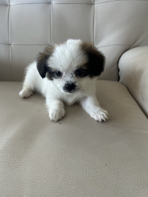 Puppies For Sale