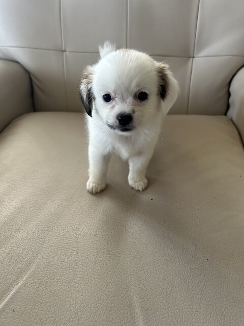 Puppies For Sale