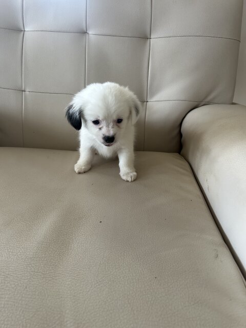 Puppies For Sale