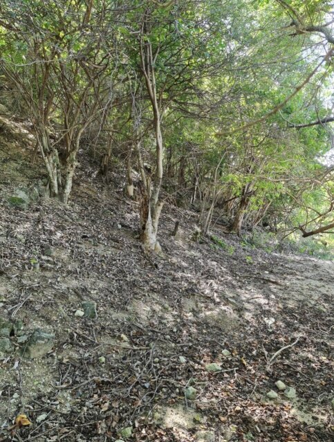 Over 2 Acres Residential Lot