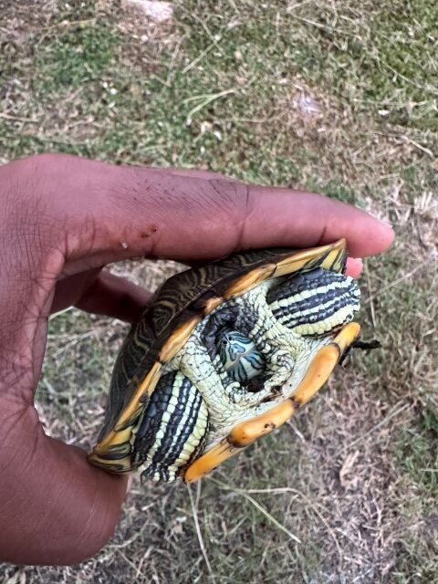 Turtles For Sale In Jamaica (Delivery Available)