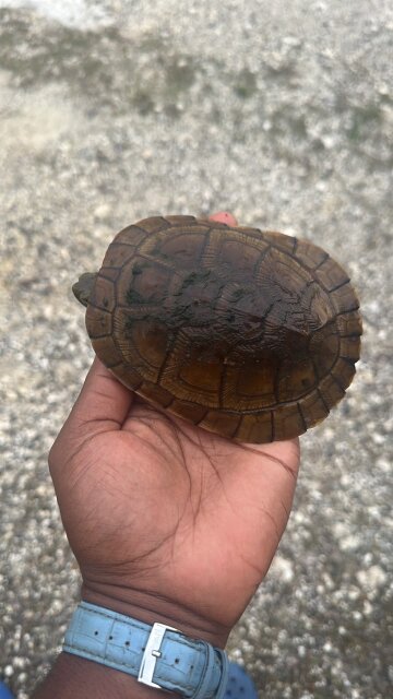 Turtles For Sale In Jamaica (Delivery Available)