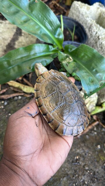 Pet Turtles For Sale In Jamaica Livestock @GoatingSchool