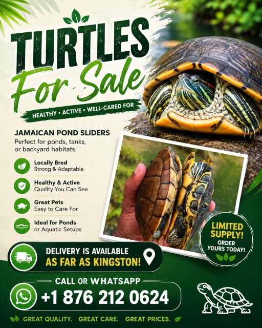 Pet Turtles For Sale In Jamaica