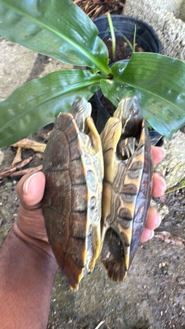 Pet Turtles For Sale In Jamaica