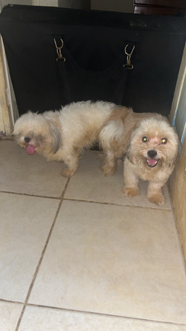 Shihtzu Stud Service Available  Dogs Barbican 