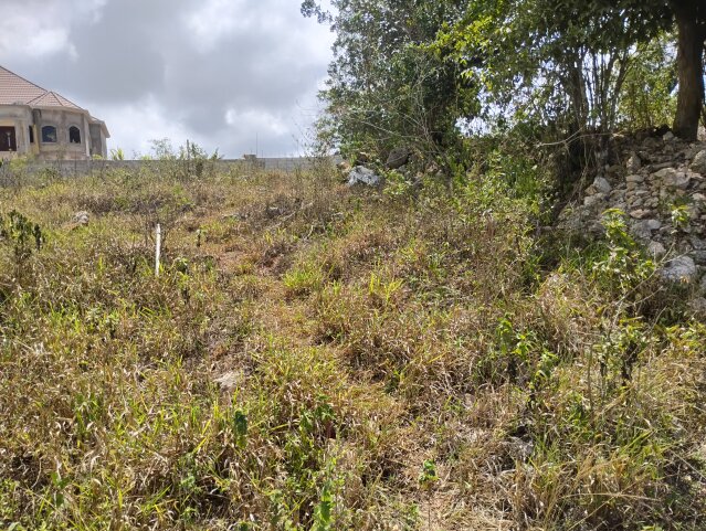 3 Separate Half Acre Lots