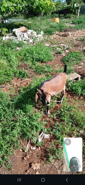 Kid Goat Other Market Middle Quarters