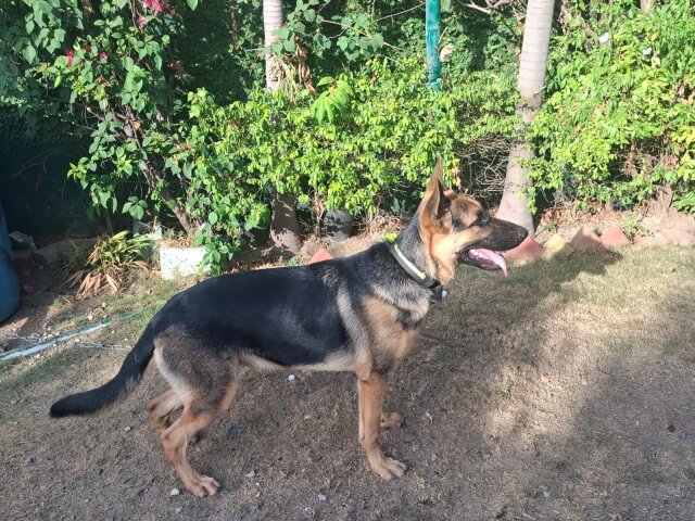 German Shepherd Available Dogs Mandeville