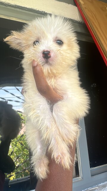 Shihtuz Mix Other Pets Portmore