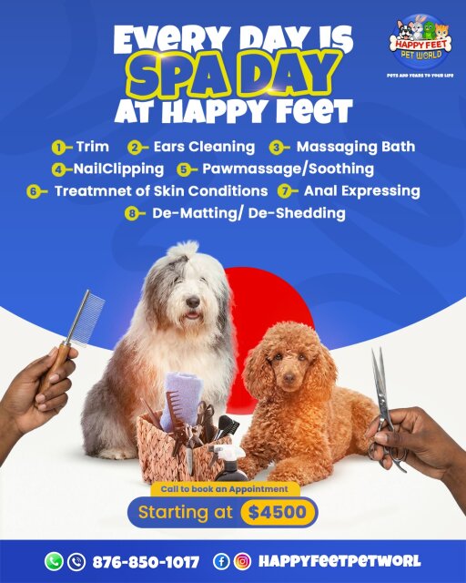 Pet Supplies Pet Accessories Kingston