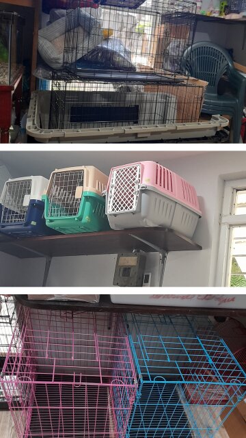 Happy Feet Pet World Pet Accessories Kingston