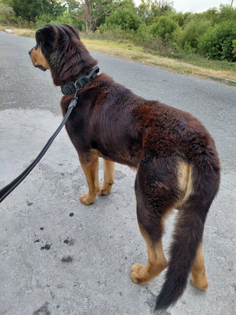 Rottweiler X German Shepherd Available For Stud Dogs Portmore