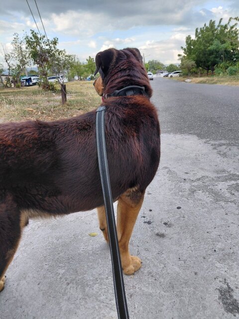 Rottweiler X German Shepherd Available For Stud