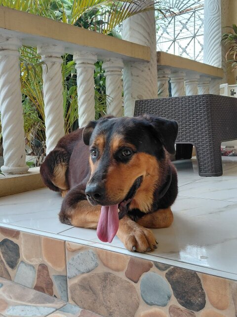 Rottweiler X German Shepherd Available For Stud