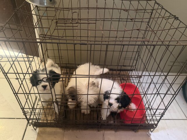 Shih Tzu Male And Female Dogs Duhaney Park