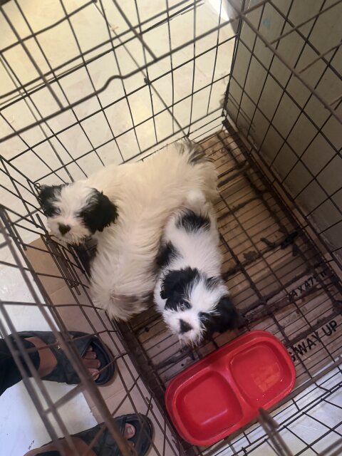 Shih Tzu Male And Female
