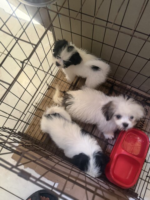 Shih Tzu Male And Female