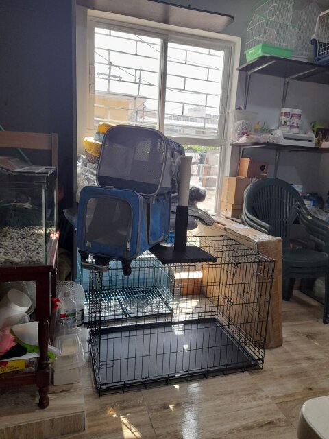 Happy Feet Pet World Pet Accessories Kingston