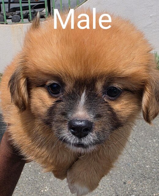 Shih Tzu And Pomeranian Mix Pups For Sale