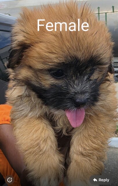 Shih Tzu And Pomeranian Mix Pups For Sale Dogs Old Habour