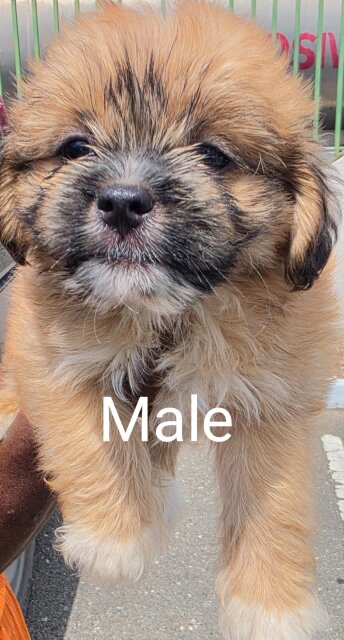 Shih Tzu And Pomeranian Mix Pups For Sale