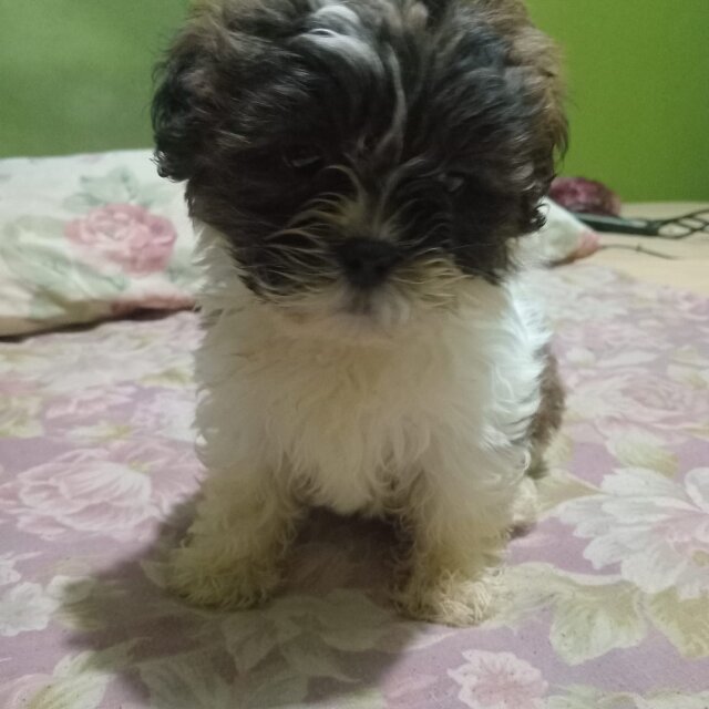 Shih-poo For Sale Dogs Old Habour