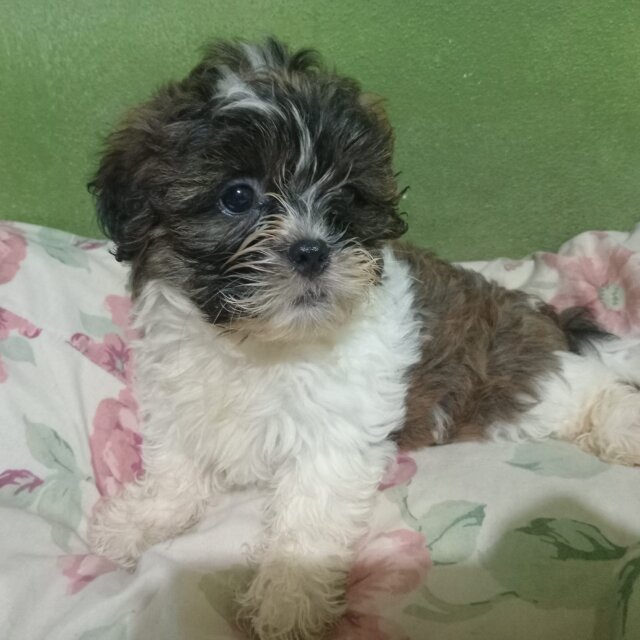 Shih-poo For Sale