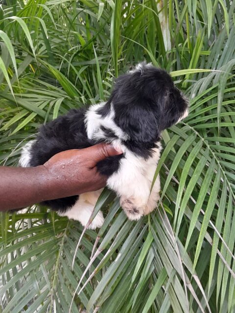 10 Weeks Old Shih-poo