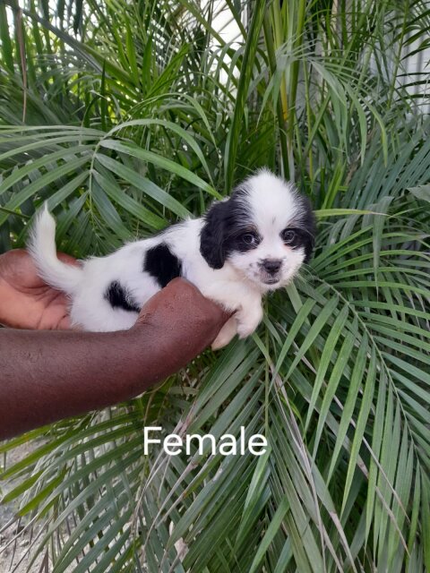10 Weeks Old Shih-poo Dogs Old Habour