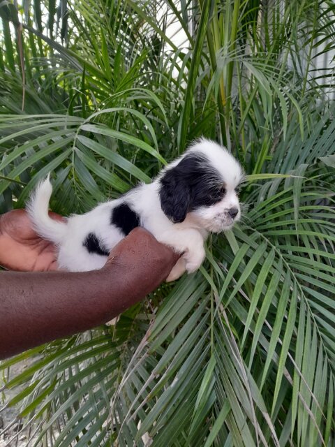 10 Weeks Old Shih-poo