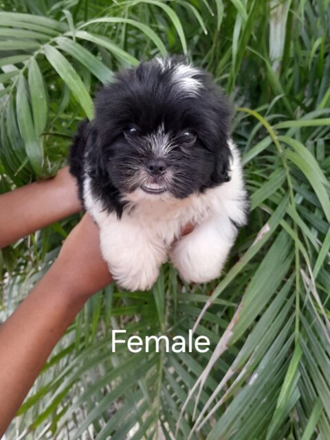 10 Weeks Old Shih-poo
