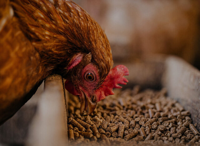 Poultry Feed Pellet Machine