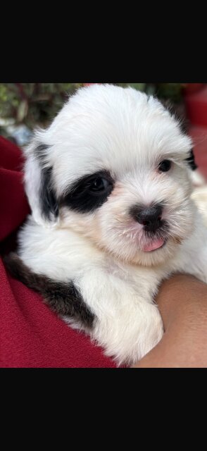 Shipoo Puppy Female Dogs Spanish Town