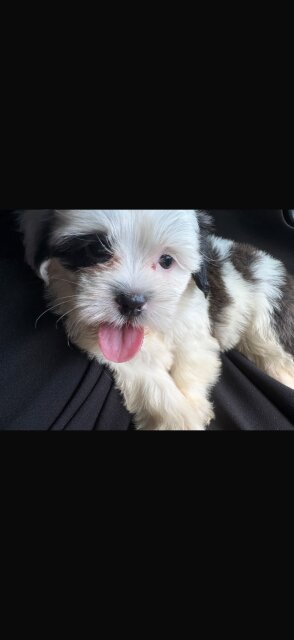 Shipoo Puppy Female