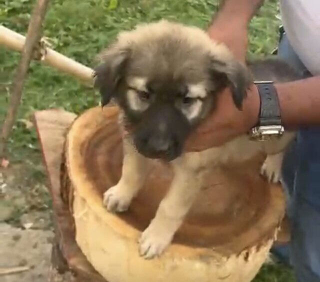 German Shepherd Mixed Puppies Dogs Savannalamar