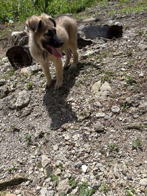 German Shepherd Mixed Puppies